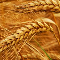 Wheat Germ - Пшеница